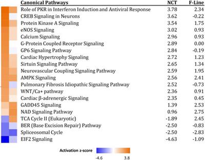 Transcriptome response of proliferating muscle satellite cells to thermal challenge in commercial turkey